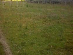 #2049 - Terreno Rural para Venda em Pouso Alegre - MG - 2