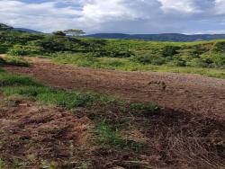 #2050 - Terreno Rural para Venda em Senador José Bento - MG - 2