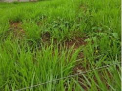 Terreno para Venda em Pouso Alegre - 2