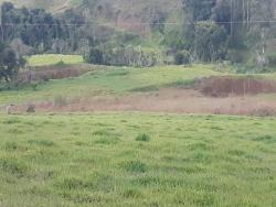 #2317 - Chácara para Venda em Silvianópolis - MG - 3