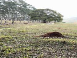 Terreno para Venda em Congonhal - 5