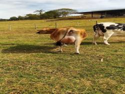 Chácara para Venda em Pouso Alegre - 4