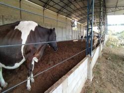 Chácara para Venda em Pouso Alegre - 5