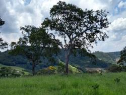 #1210 - Terreno Rural para Venda em Poço Fundo - MG - 1